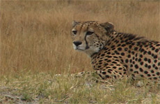 cheetah
